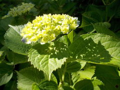 木漏れ日の紫陽花