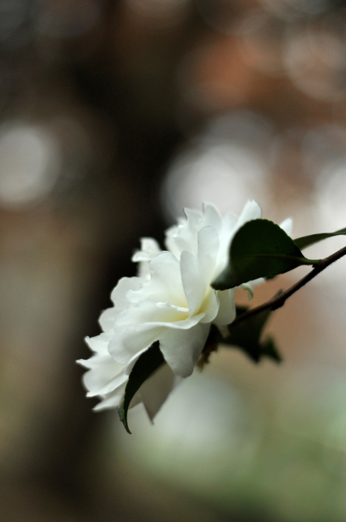 ひっそりと　山茶花