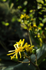 石蕗 （つわぶき）