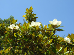 純白～！！　　　タイサンボク（泰山木）の花