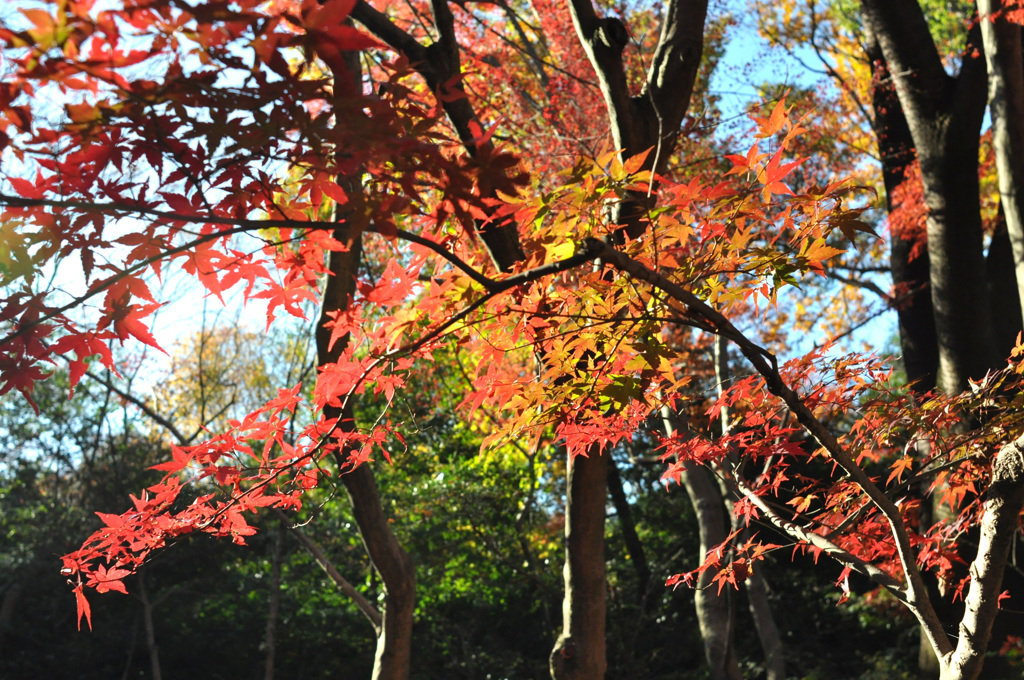 名残りの紅葉