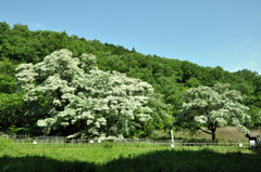 なんじゃもんじゃ　その２　樹齢300年　天然記念物