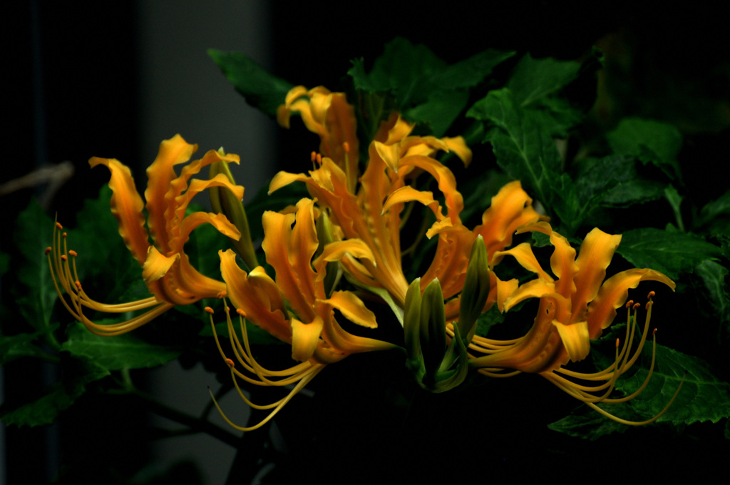 マジック・りりー