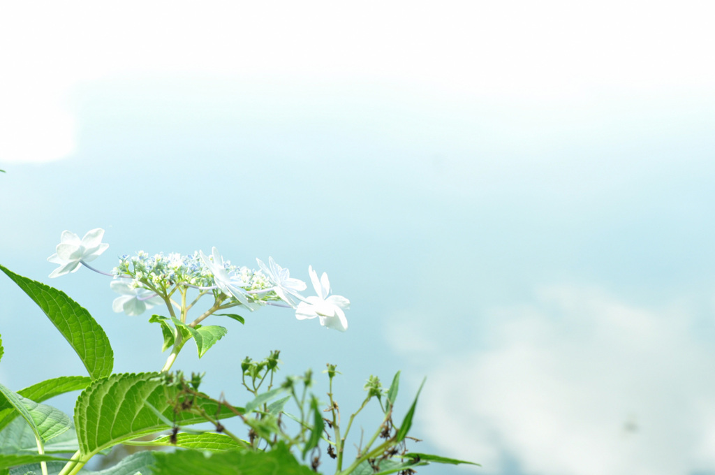 名残り紫陽花