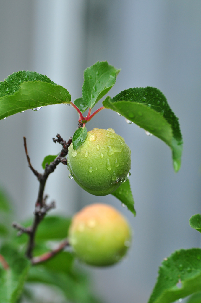 豊後梅(ブンゴウメ）