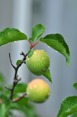 豊後梅(ブンゴウメ）