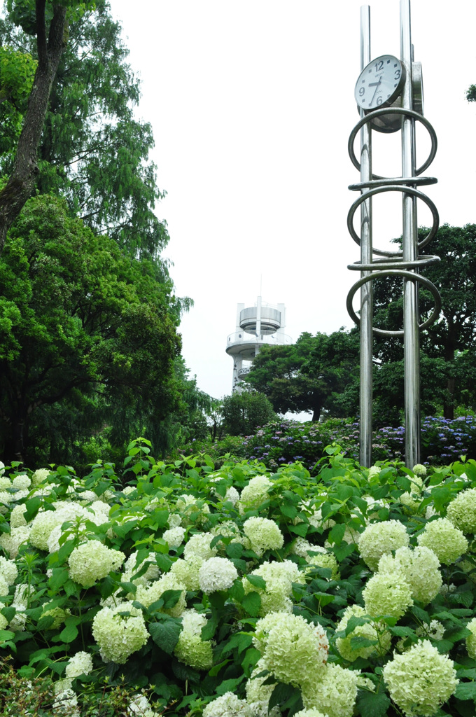 長梅雨　アジサイ園もひっそり