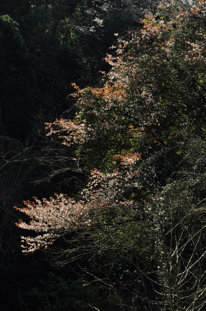 朝日にゝほふ山ざくら花