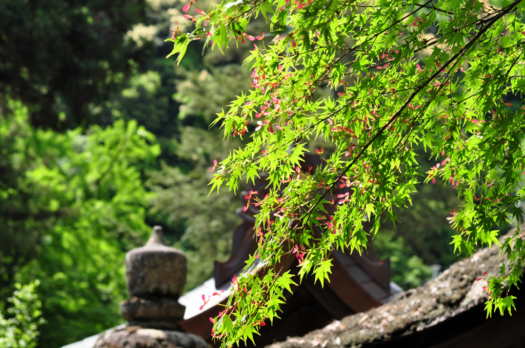 神社の紅葉若葉