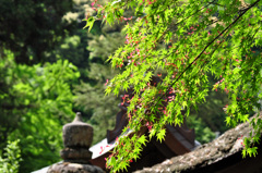 神社の紅葉若葉