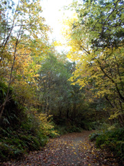 晩秋の裏山路 晩秋の裏山路