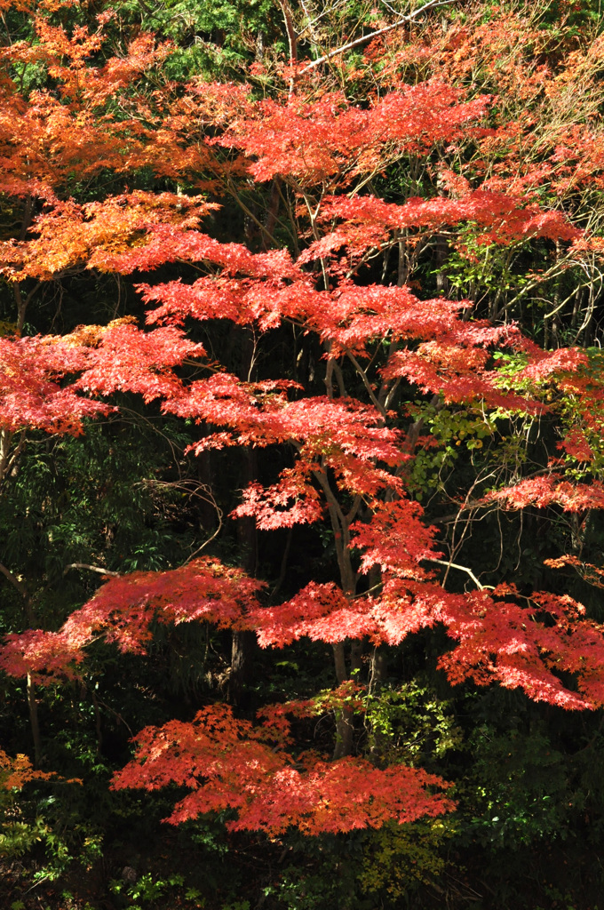 ツヅラ折れ（九十九折れ）に～～