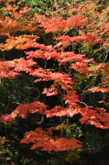 ツヅラ折れ（九十九折れ）に～～