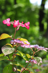 今日お会いした　はなやかさ～～んで～す！