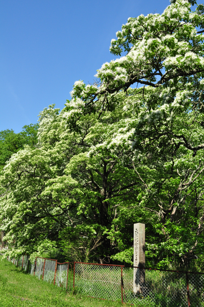 なんじゃもんじゃ～～で～～す！！！