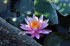 木漏れ日の　”睡蓮”