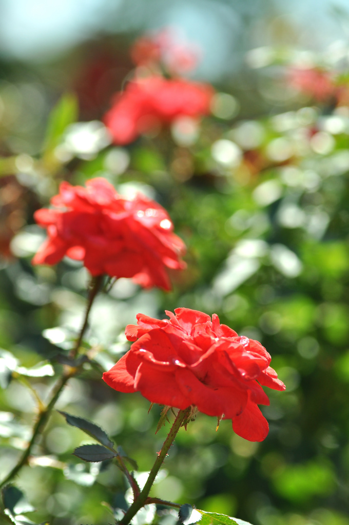 雨露残す秋薔薇