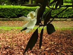 私、日陰の泰山木花