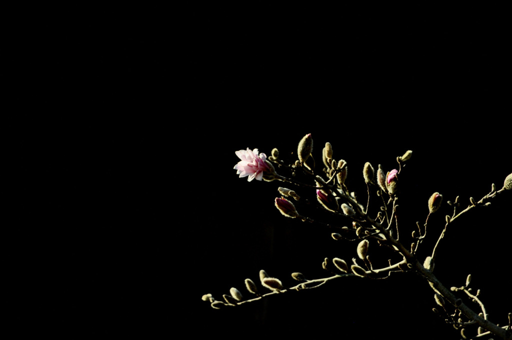 辛夷（コブシ）の花咲けり