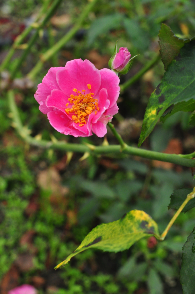 私　プレイ　ガール