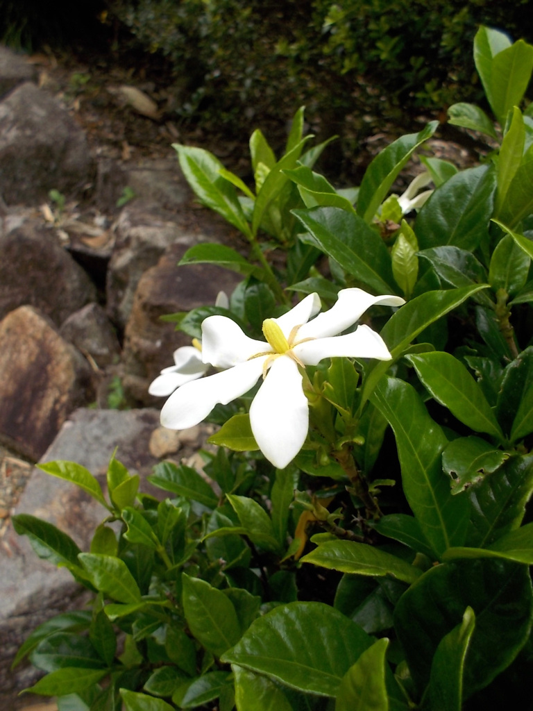 くちなしの花の 花のかおりが