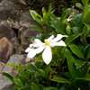 くちなしの花の 花のかおりが
