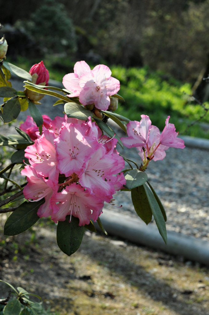 えっ！　　　　もぅ～？　　公園の石楠花