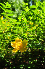 キンシバイ（金糸梅）