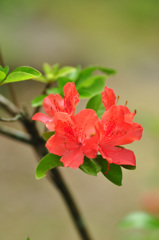 名残の山つつじ