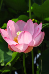 令和元年　大賀ハスの初開花　１