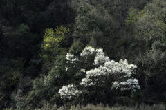 朝日に匂ふ山桜花　　　散歩道の風景