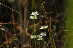 叢のウメバチソウ