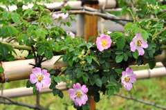 散歩道の風景　垣根のバラ