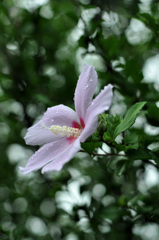 梅雨の花槿
