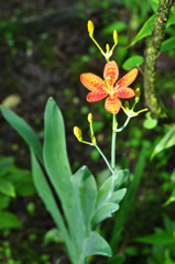 目が合っちゃいました～～　　ヒオウギ（檜扇）