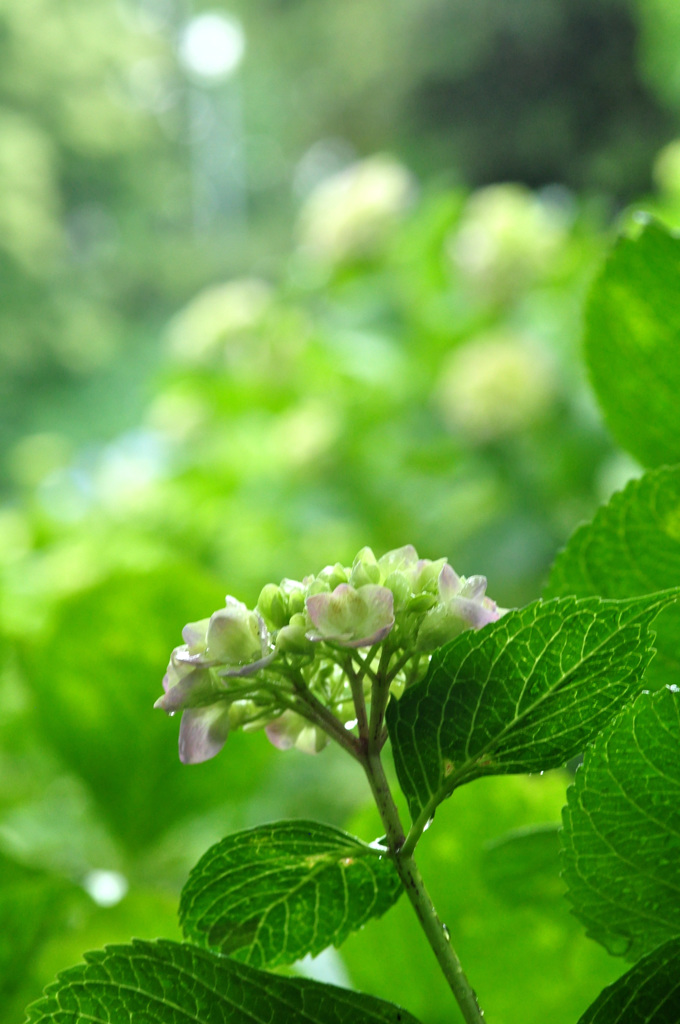 紫陽花　雨上がり