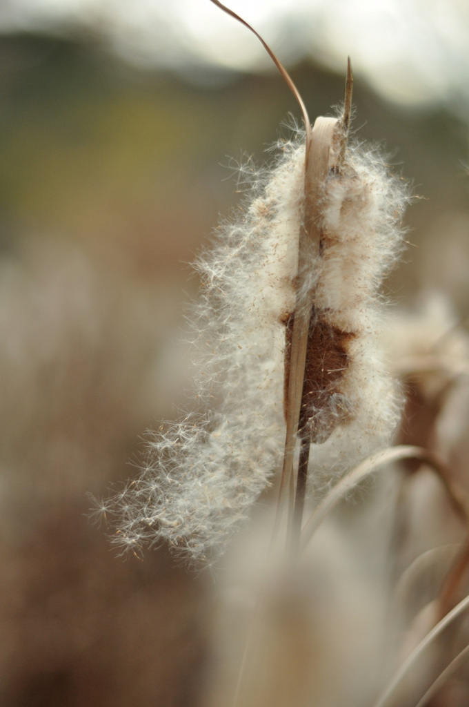 がまのほわたに　くるまれば