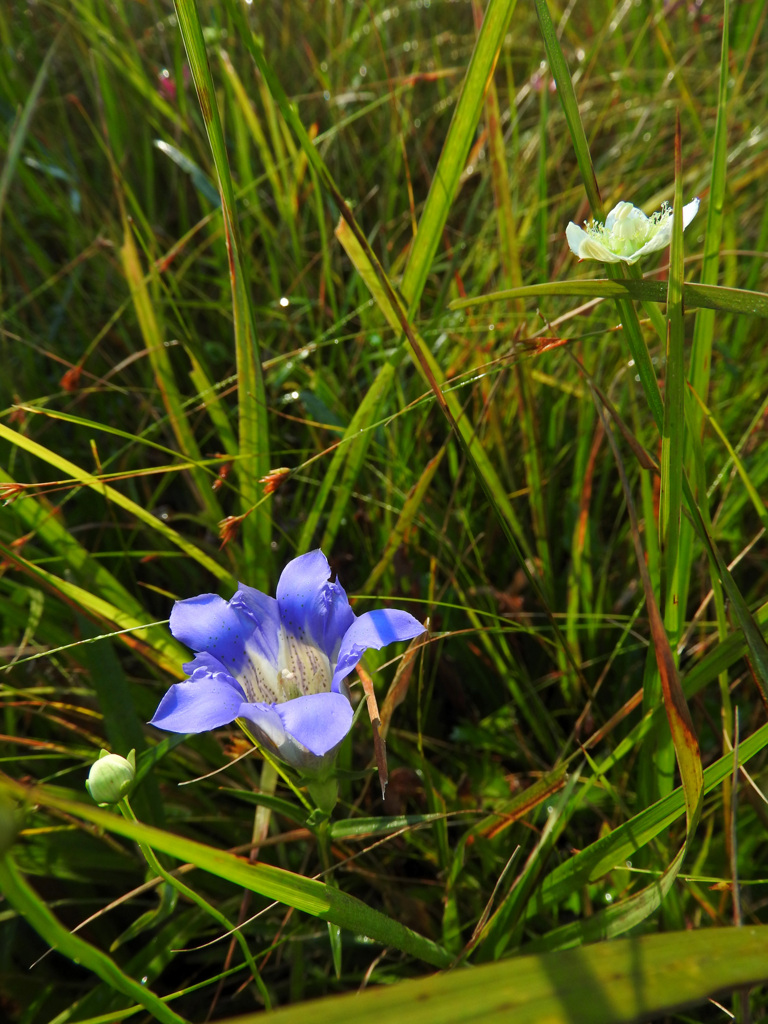 近寄ってきたよ～！　リンドウさんとウメバチソウ