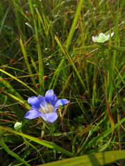 近寄ってきたよ～！　リンドウさんとウメバチソウ