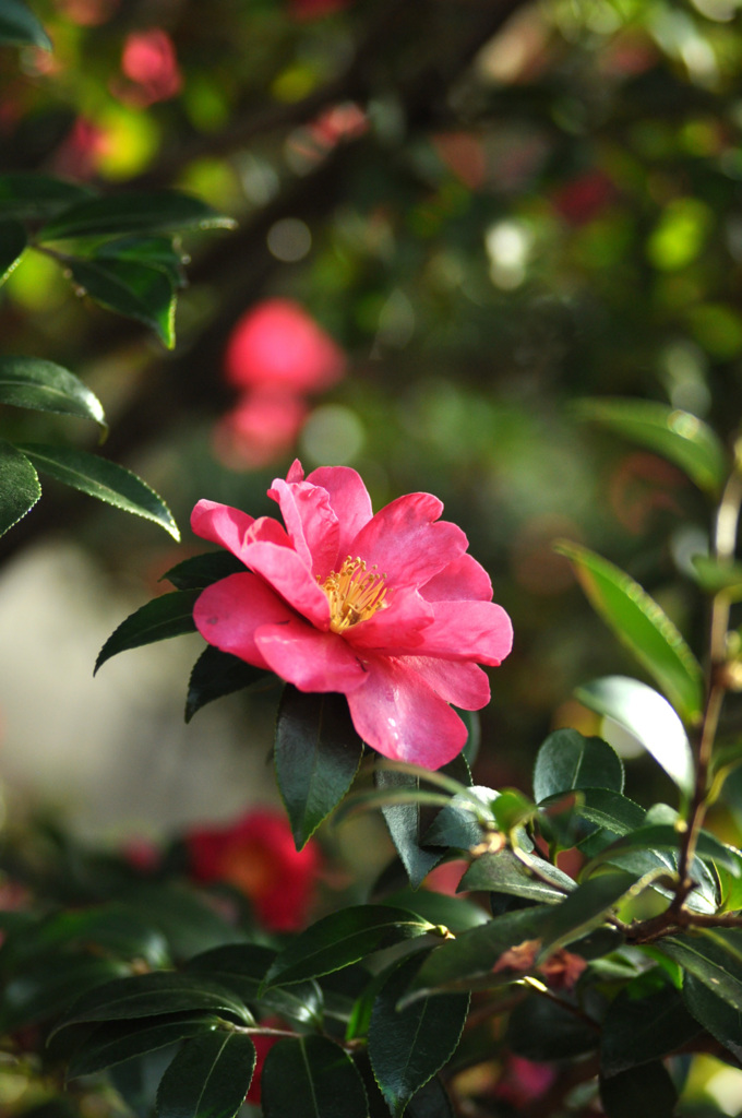 行き合ったのは”山茶花”さん～～だけでした！