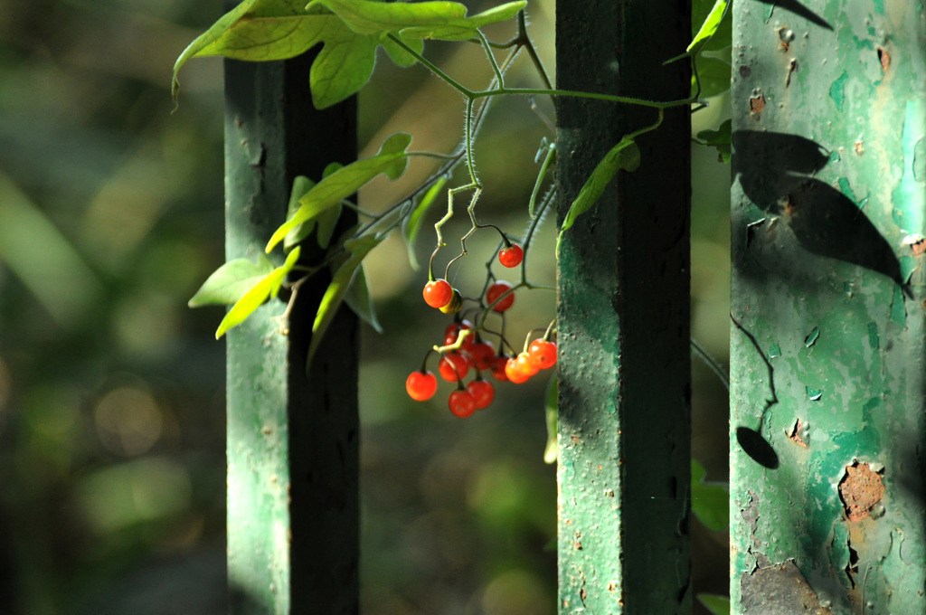 森林公園開門前
