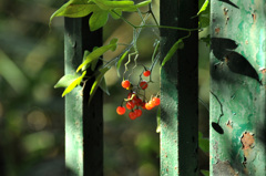 森林公園開門前 森林公園開門前