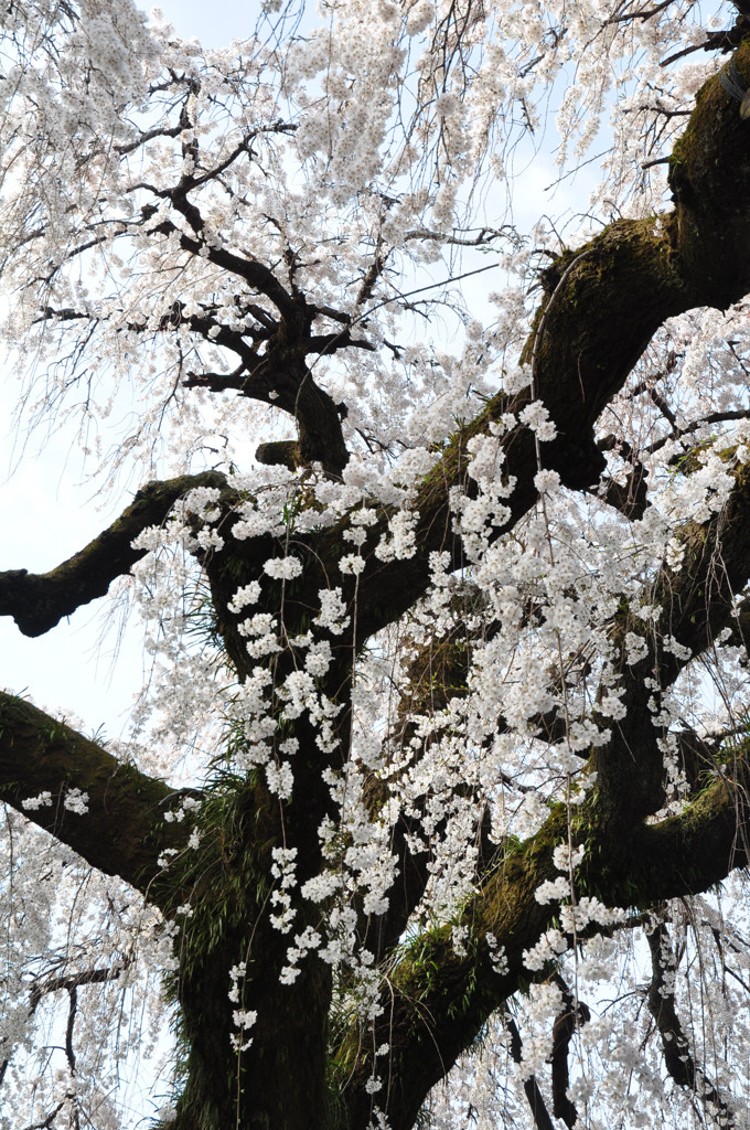 愛知県犬山市　円明寺のしだれ桜