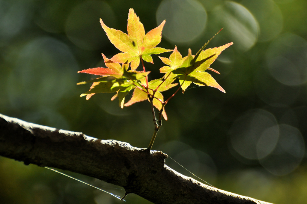 愛知県森林公園　紅葉初め・・・