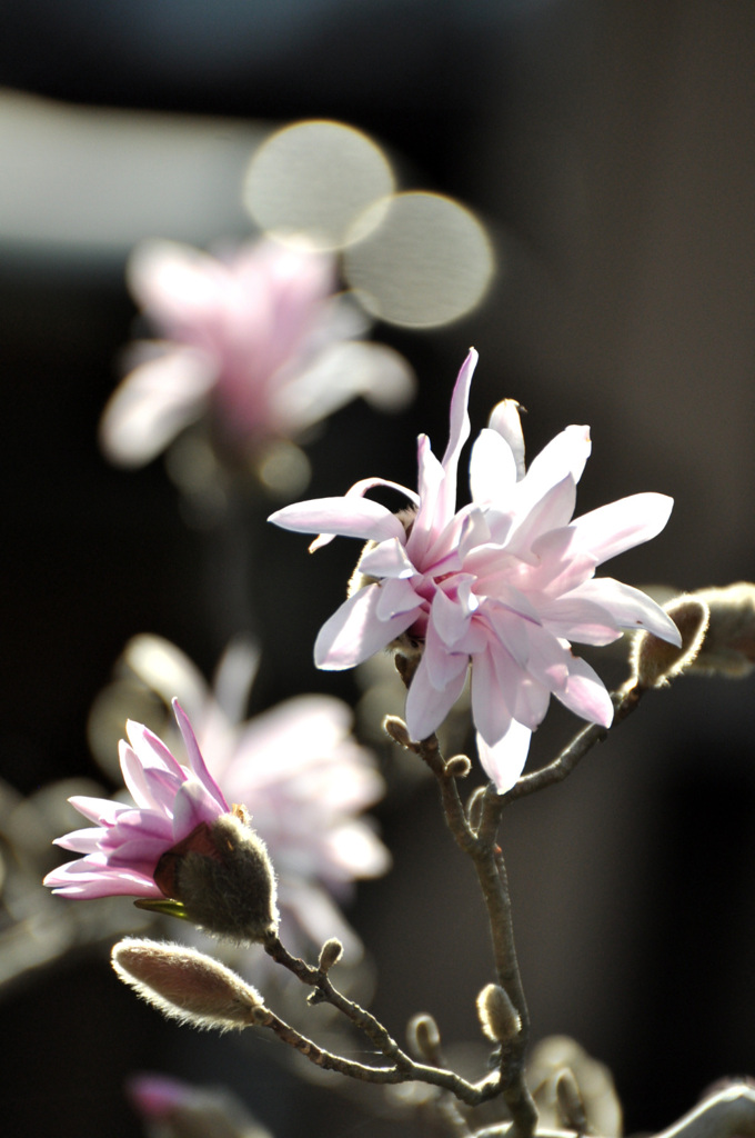 辛夷の花　その２