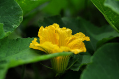 何の花？かな・・　　　　南瓜（カボチャ）で～～す！