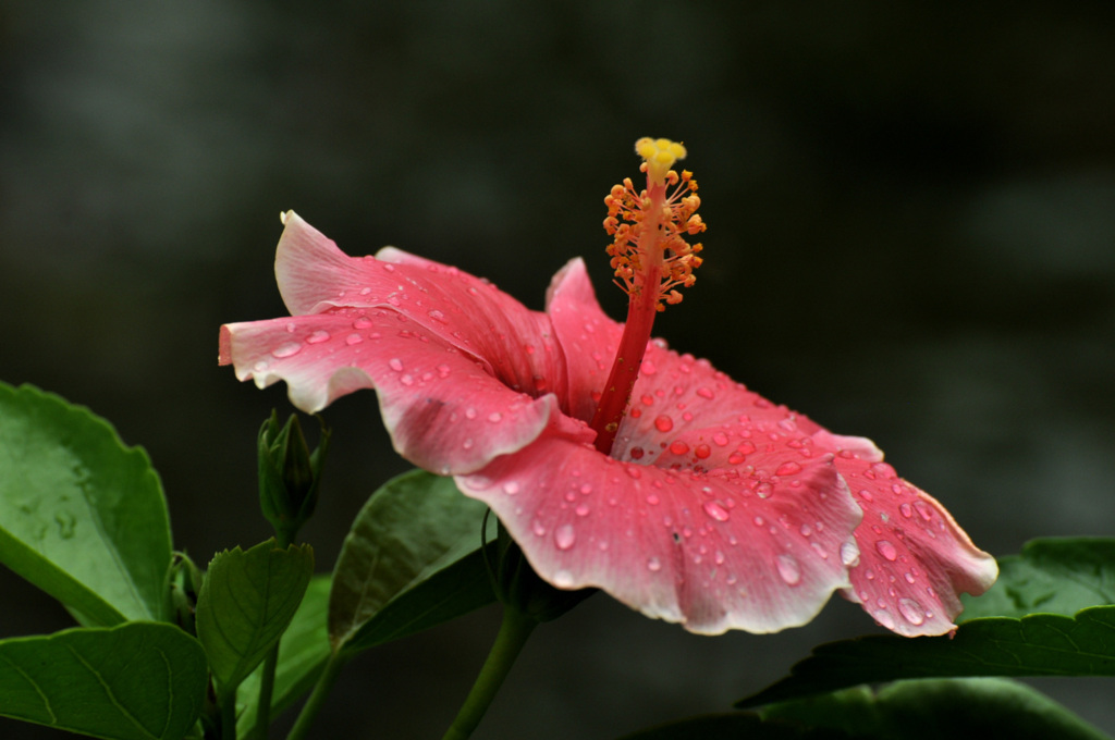 今日もまた雨