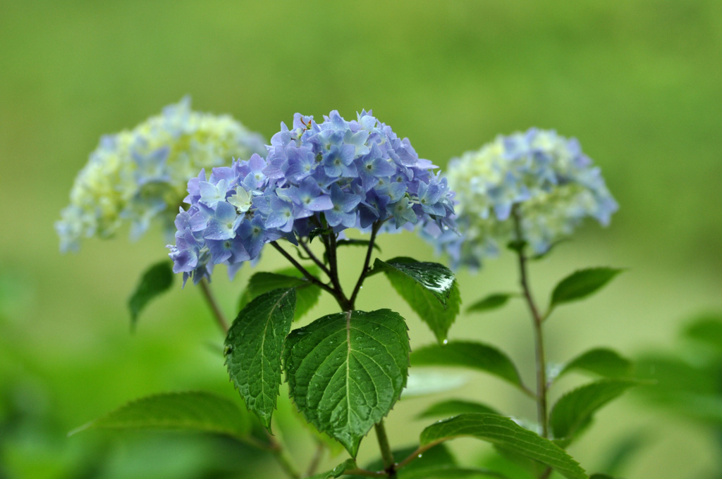 アジサイには雨が似合う～