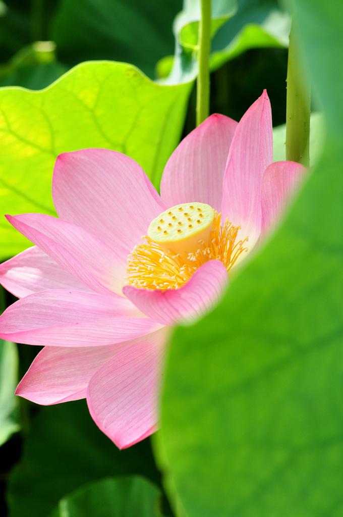 令和元年　大賀ハスの初開花　３