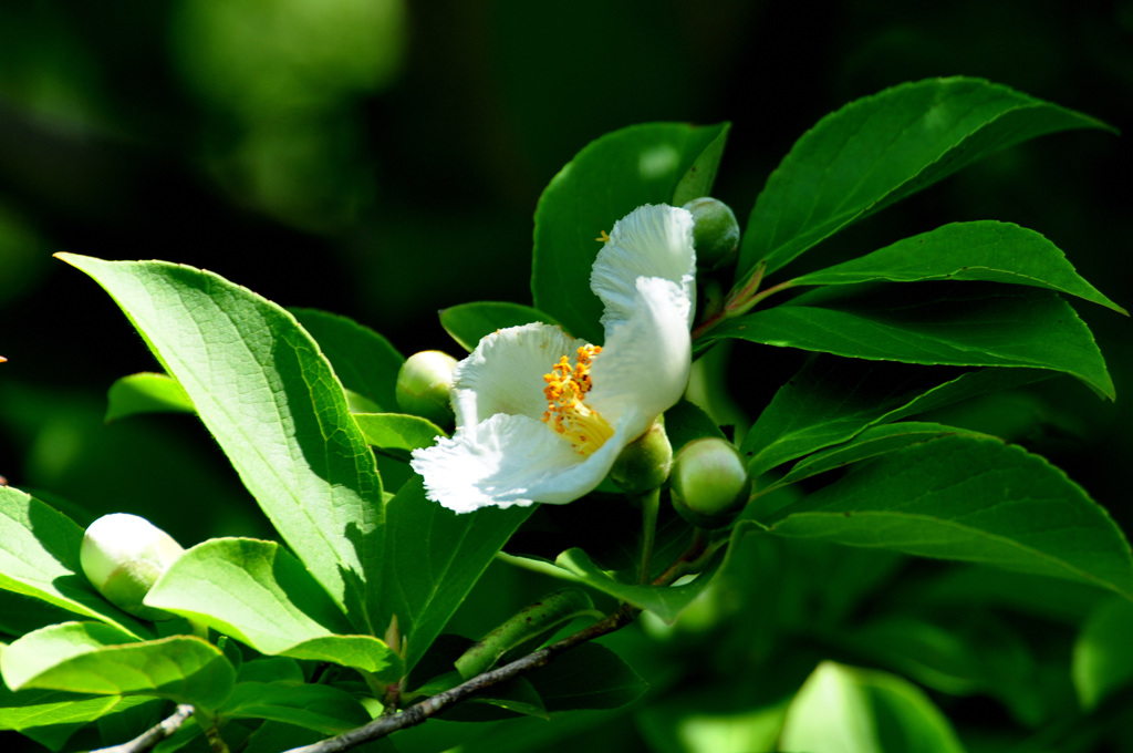 横顔　　　沙羅の花　その２